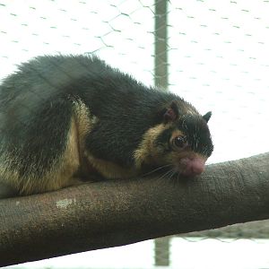Grizzled Giant Squirrel at the RSCC, 31/07/10