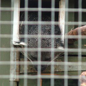 Palawan Binturong at the RSCC, 31/07/10