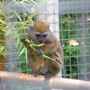 Western Grey Gentle Lemur at the RSCC, 31/07/10