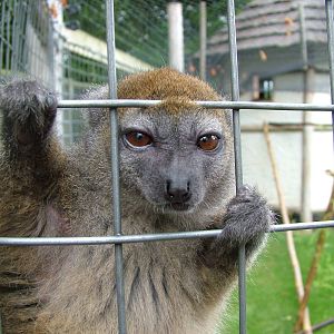 Western Grey Gentle Lemur at the RSCC, 31/07/10