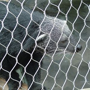 Binturong at the RSCC, 31/07/10