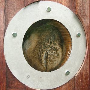 Bengal Slow Loris at the RSCC, 31/07/10