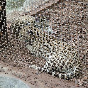 Brazilian Ocelots at the RSCC, 31/07/10