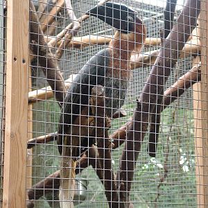 Juvenile Rufous Hornbill at the RSCC, 31/07/10