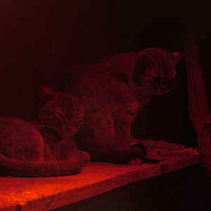 Sri Lankan Rusty-spotted Cats at the RSCC, 31/07/10
