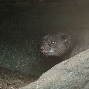 Grey Ground Cuscus at the RSCC, 31/07/10