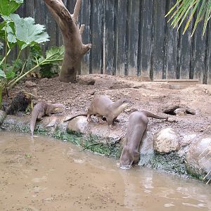 Smooth-coated Otter family at the RSCC, 31/07/10