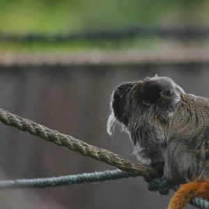 Emperor Marmoset with her newborn baby I