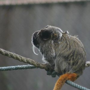 Emperor Marmoset with her newborn baby II