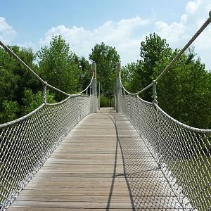 Gorilla Forest - Suspension Bridge