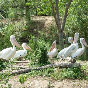 Nganda Village - Pelican Island