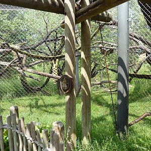 Nganda Village - Colobus/DeBrazza Monkey Enclosure