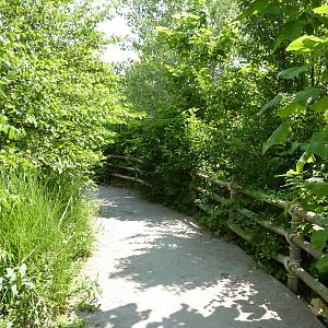 Gorilla Forest - Visitor Pathway