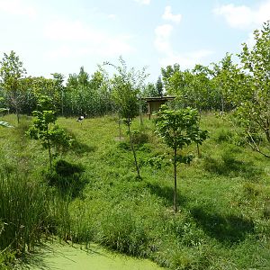 Okapi/Saddle-Billed Stork Enclosure