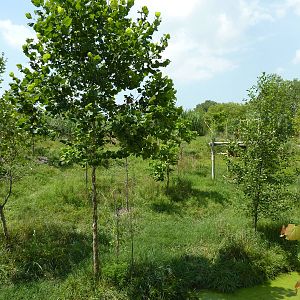 Okapi/Saddle-Billed Stork Enclosure