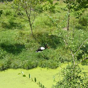 Okapi/Saddle-Billed Stork Enclosure