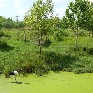 Okapi/Saddle-Billed Stork Enclosure