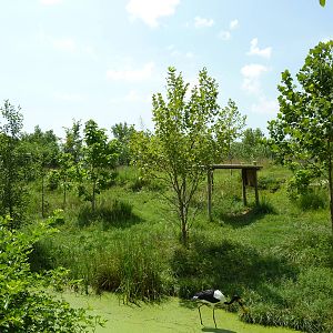 Okapi/Saddle-Billed Stork Enclosure