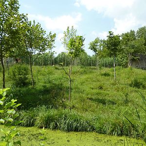 Okapi/Saddle-Billed Stork Enclosure