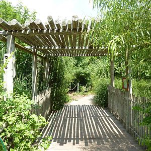 Gorilla Forest - Visitor Pathway