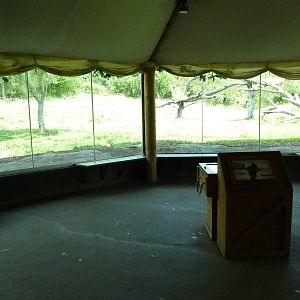 Gorilla Forest - Indoor Viewing Area
