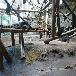 Gorilla Forest - Indoor Area