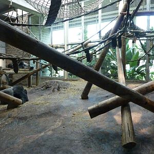 Gorilla Forest - Indoor Area