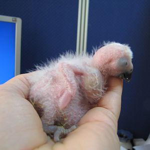 Young hand reared  African grey parrot in kuwait zoo