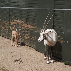 Arabian Oryx