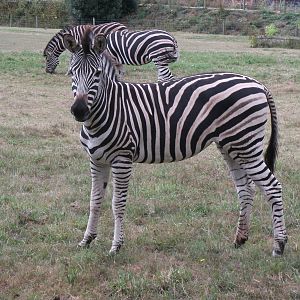 Chapmans Zebra