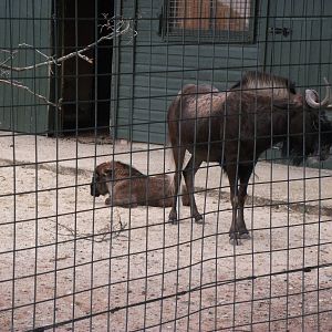 White Tailed Gnu mum and baby