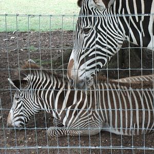 Grevy's Zebra
