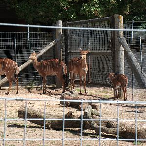 Nyala with 2 week old calf