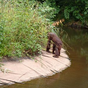 Going where no orangutan has gone before