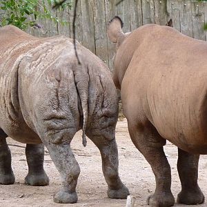 Black Rhinos