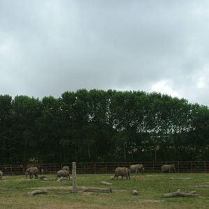 African Elephant herd at Howletts, 31/07/10
