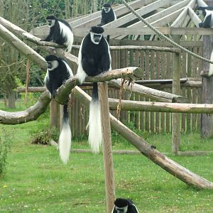 Kikuyu Colobus at Howletts, 31/07/10