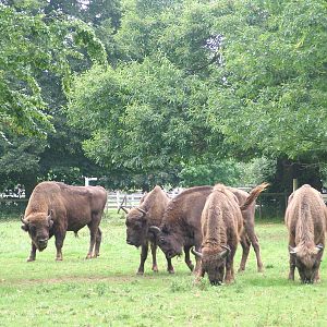 European Bison at Howletts, 31/07/10