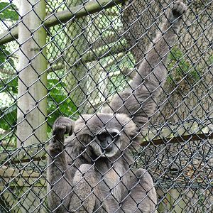 Moloch Gibbon at Howletts, 31/07/10