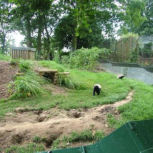 Ratel exhibit at Howletts, 31/07/10