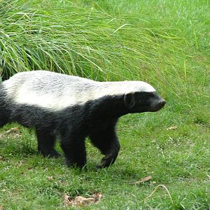 Ratel at Howletts, 31/07/10