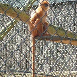 Ferruginous Banded Langur at Howletts, 31/07/10