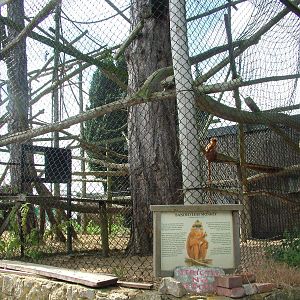 Langur Exhibit at Howletts, 31/07/10