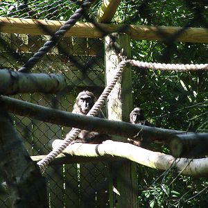 Heck's Macaques at Howletts, 31/07/10