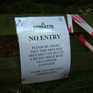 Leopard Birth Sign at Howletts, 31/07/10