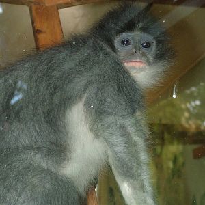 Grizzled Langur at Howletts, 31/07/10