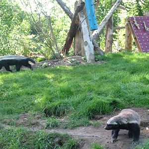 Ratel exhibit at Howletts, 31/07/10
