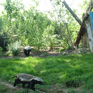 Ratel exhibit at Howletts, 31/07/10