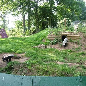 Ratel exhibit at Howletts, 31/07/10
