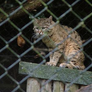 Indian Desert Cat at Howletts, 31/07/10